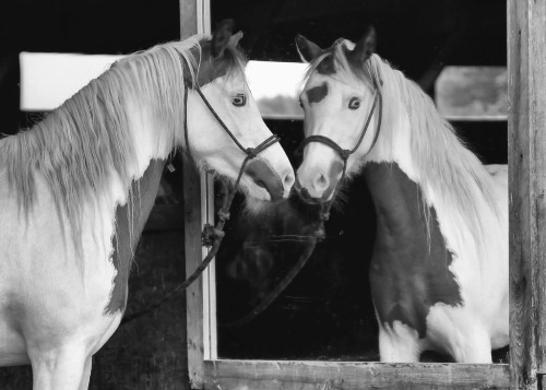 horse mirror 